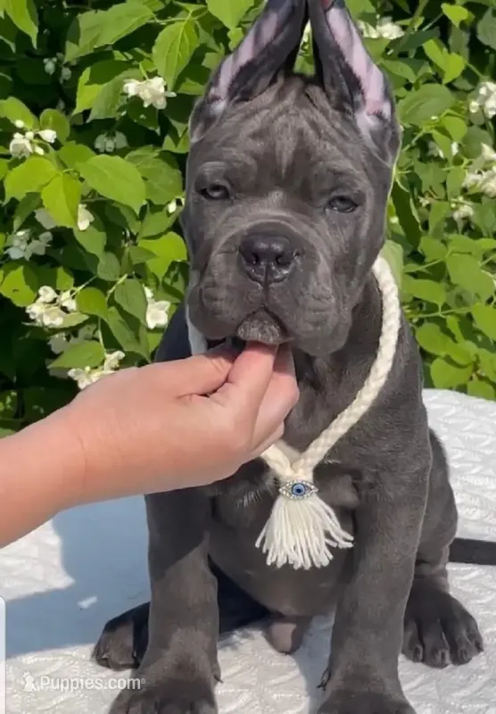 Nova  – Cane Corso puppy for sale in New York, NY