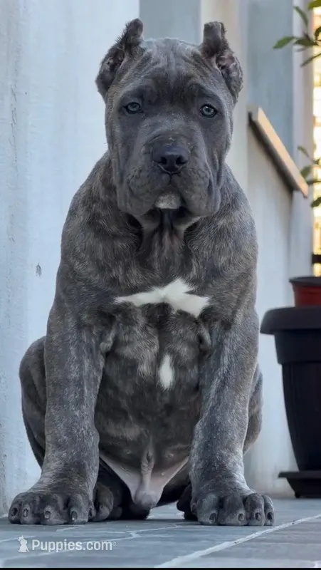 Storm  – Cane Corso puppy for sale in New York, NY