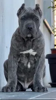 Storm , a male Cane Corso for sale in New York, NY – 1 of 1