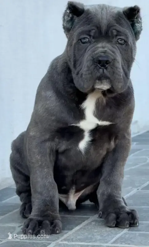 Titan  – Cane Corso puppy for sale in New York, NY