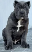Titan , a male Cane Corso for sale in New York, NY – 1 of 3