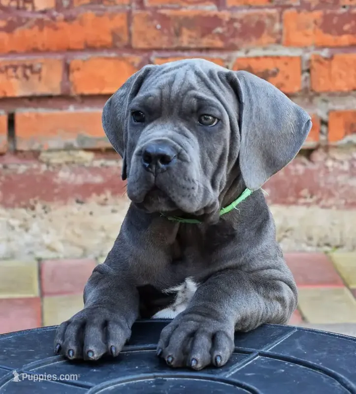 NYx  – Cane Corso puppy for sale in New York, NY