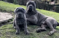 Titan , a male Cane Corso for sale in New York, NY – 3 of 3