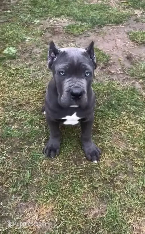 Shadow  – Cane Corso puppy for sale in New York, NY