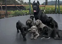 Titan , a male Cane Corso for sale in New York, NY – 2 of 3