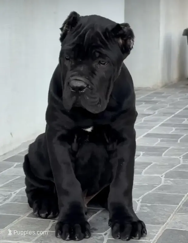 Onyx  – Cane Corso puppy for sale in New York, NY