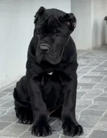 Onyx , a male Cane Corso for sale in New York, NY – 1 of 1
