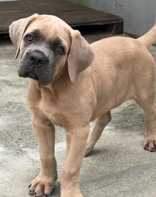 Xena  – Cane Corso puppy for sale in New York, NY