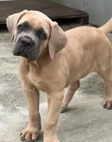 Xena , a female Cane Corso for sale in New York, NY – 1 of 1