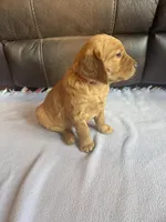 Skye, a male Golden Retriever for sale in Larchwood, IA – Photo 3 of 4