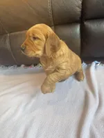 Skye, a male Golden Retriever for sale in Larchwood, IA – Photo 4 of 4