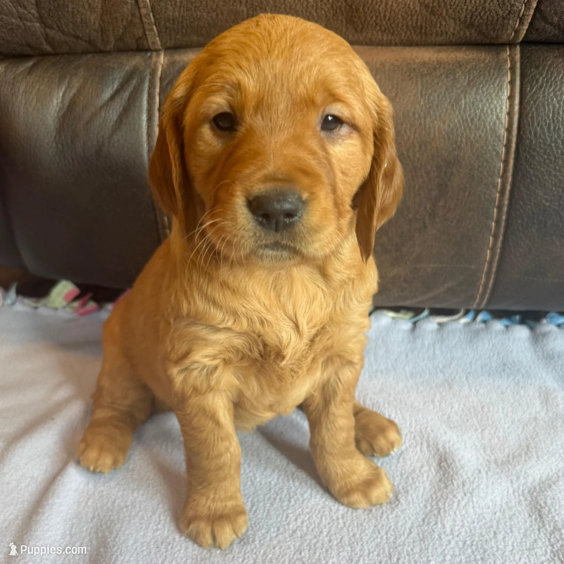 Skye, a male Golden Retriever for sale in Larchwood, IA – Photo 1 of 4