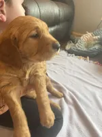 Skye, a male Golden Retriever for sale in Larchwood, IA – Photo 2 of 4