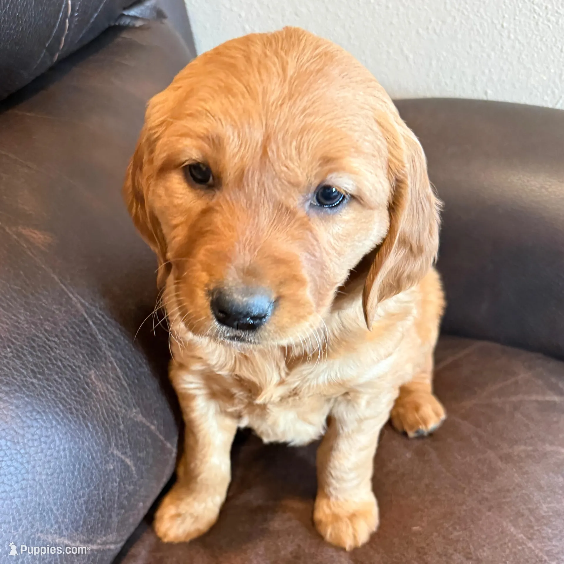 Zuma, a female Golden Retriever for sale in Larchwood, IA – Photo 1 of 9