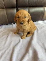 Zuma, a female Golden Retriever for sale in Inwood, IA – Photo 1 of 6