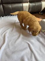 Zuma, a female Golden Retriever for sale in Inwood, IA – Photo 3 of 6