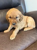 Zuma, a female Golden Retriever for sale in Larchwood, IA – Photo 3 of 9