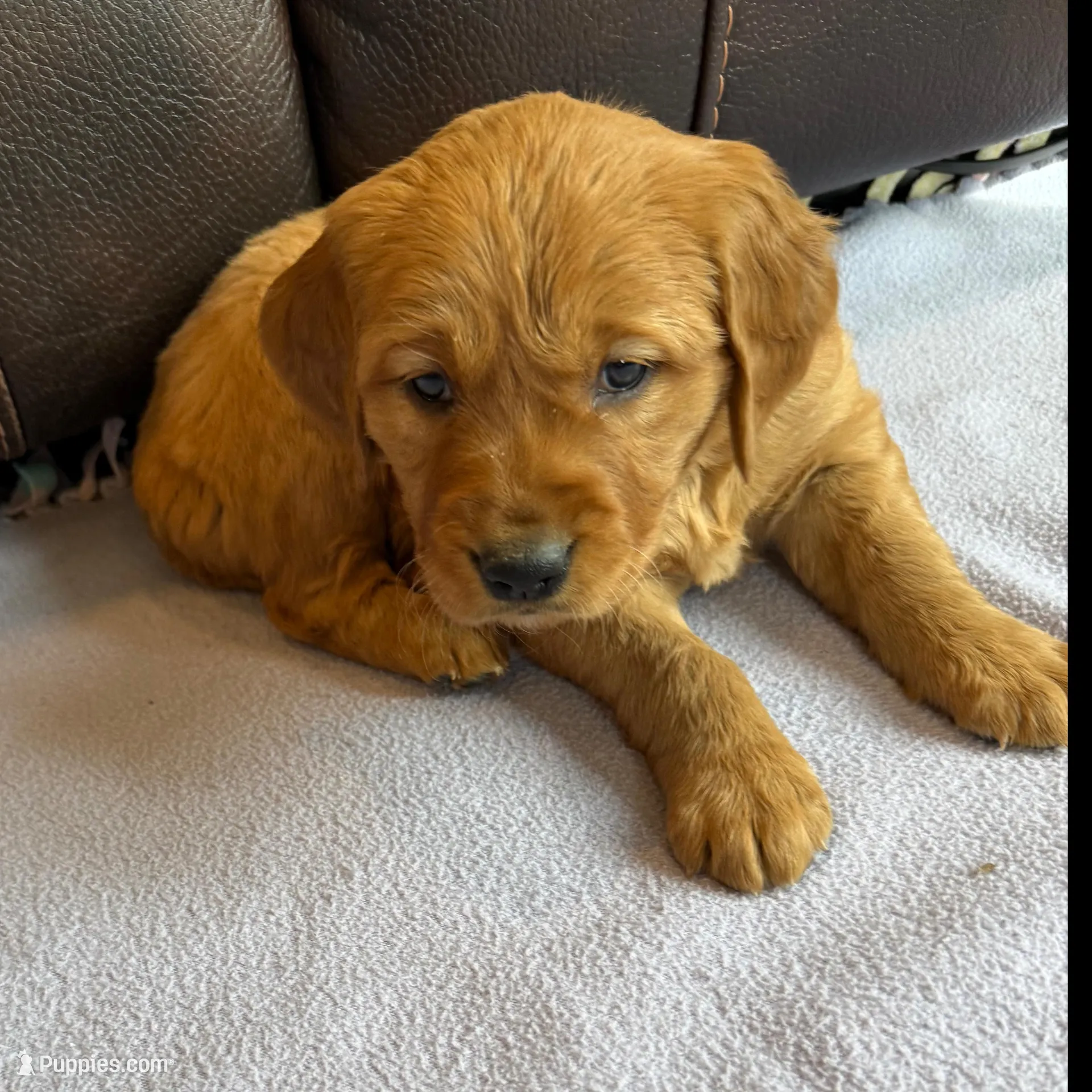 Zuma, a female Golden Retriever for sale in Inwood, IA – Photo 2 of 6