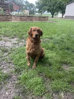 Zuma, a female Golden Retriever for sale in Inwood, IA – Photo 6 of 6