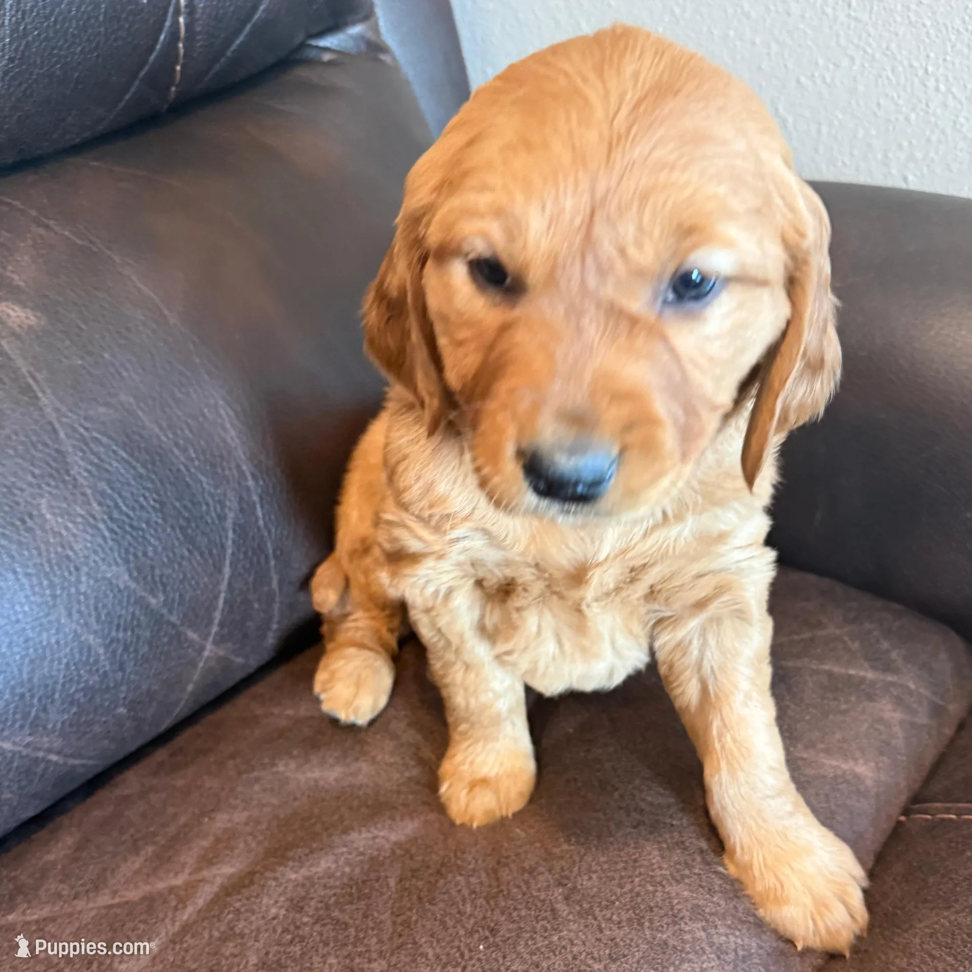 Zuma, a female Golden Retriever for sale in Larchwood, IA – Photo 2 of 9