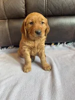 Chase, a male Golden Retriever for sale in Larchwood, IA – Photo 8 of 8