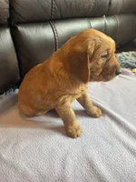 Chase, a male Golden Retriever for sale in Larchwood, IA – Photo 7 of 8