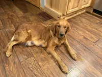 Chase, a male Golden Retriever for sale in Inwood, IA – Photo 4 of 4