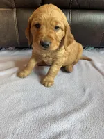 Marshal, a male Golden Retriever for sale in Inwood, IA – Photo 6 of 10