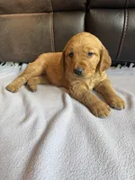 Marshal, a male Golden Retriever for sale in Inwood, IA – Photo 1 of 10