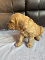 Marshal, a male Golden Retriever for sale in Inwood, IA – Photo 7 of 10