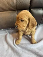 Marshal, a male Golden Retriever for sale in Inwood, IA – Photo 4 of 10