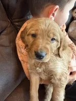 Marshal, a male Golden Retriever for sale in Inwood, IA – Photo 3 of 10