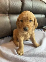 Marshal, a male Golden Retriever for sale in Inwood, IA – Photo 5 of 10