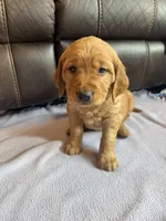 Marshal, a male Golden Retriever for sale in Inwood, IA – Photo 2 of 10
