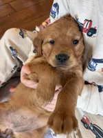 Liberty, a female Golden Retriever for sale in Inwood, IA – Photo 1 of 8