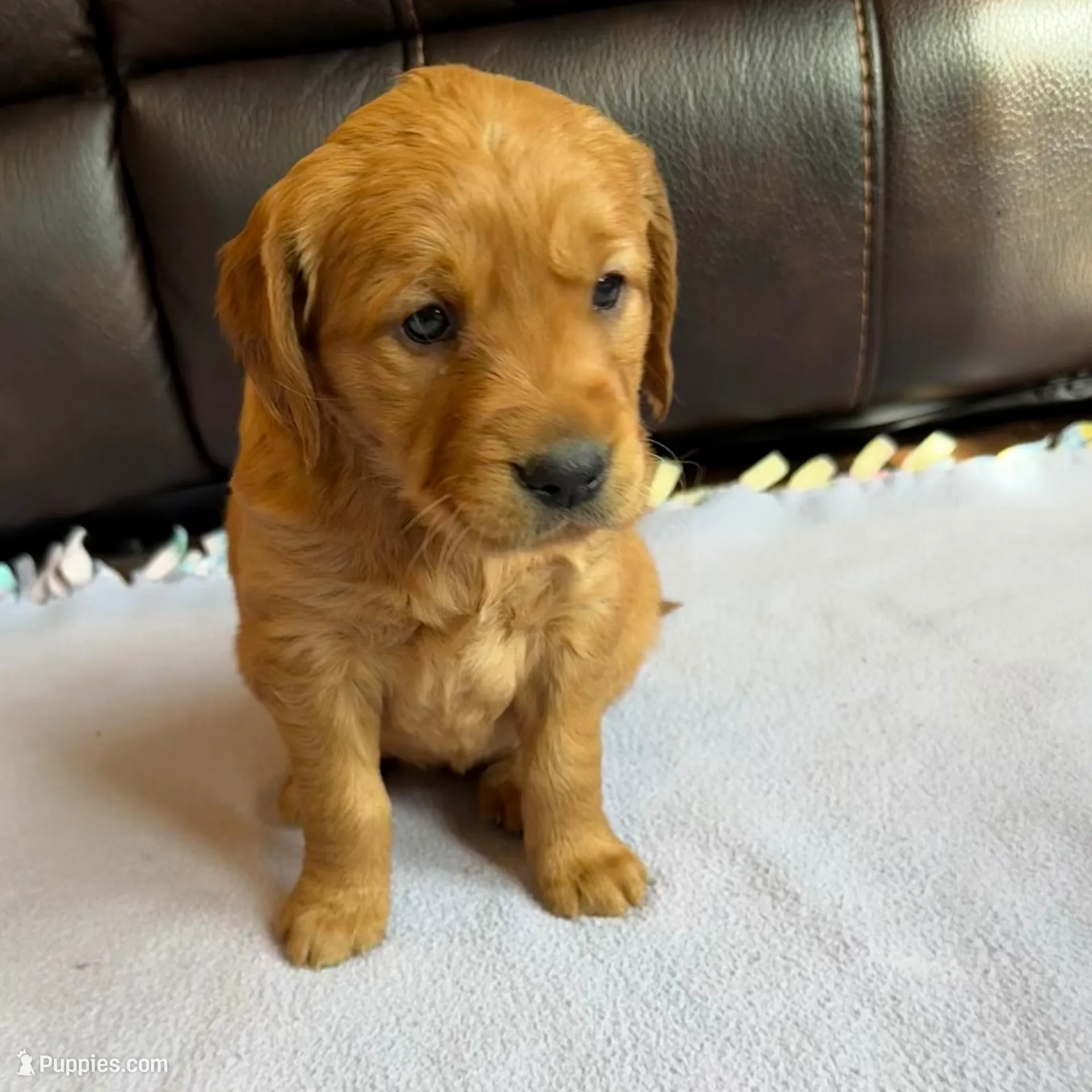 Liberty, a female Golden Retriever for sale in Inwood, IA – Photo 3 of 8