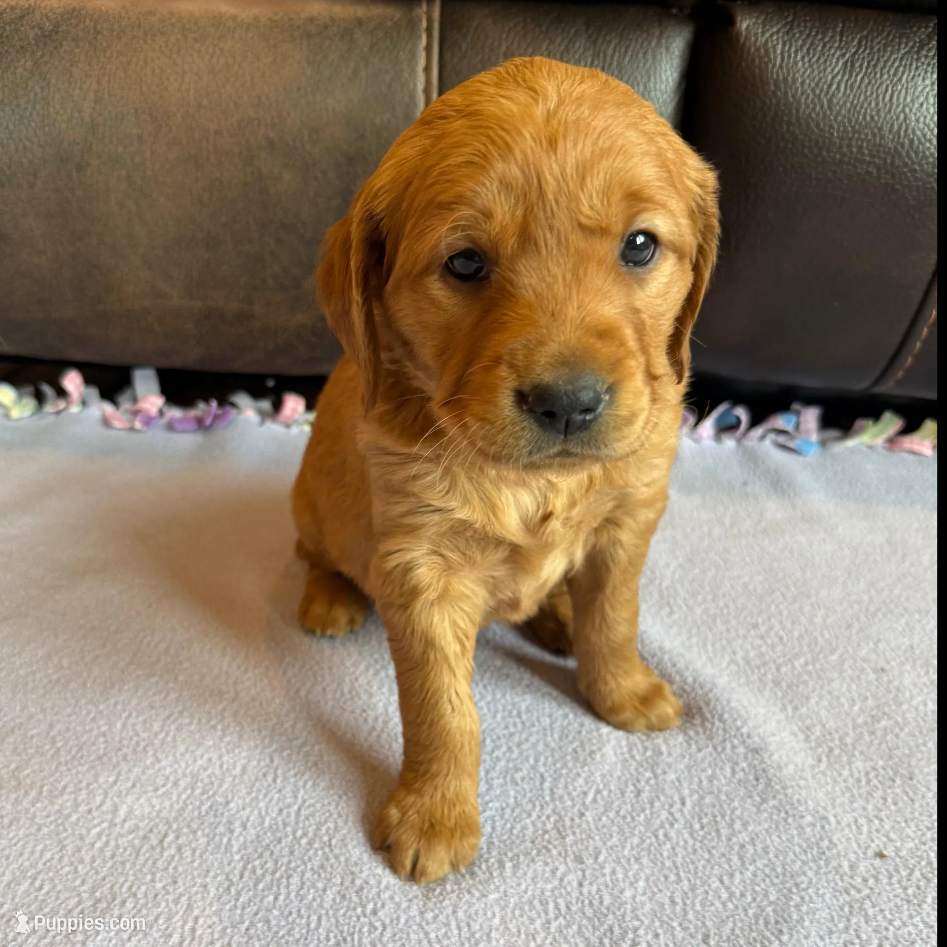 Liberty, a female Golden Retriever for sale in Inwood, IA – Photo 5 of 8