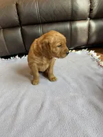 Liberty, a female Golden Retriever for sale in Inwood, IA – Photo 4 of 8