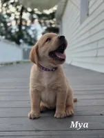 Mya  - English Labrador    , a female Labrador Retriever for sale in Waterloo, NY – 2 of 10