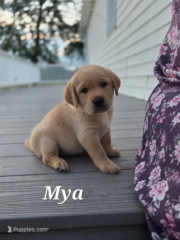 Mya  - English Labrador     – Labrador Retriever puppy on hold in Waterloo, NY