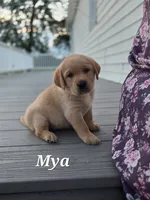 Mya  - English Labrador    , a female Labrador Retriever for sale in Waterloo, NY – 1 of 10