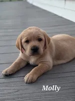 Molly-English Labrador , a female Labrador Retriever for sale in Waterloo, NY – 6 of 8