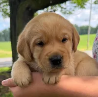 Mya  - English Labrador    , a female Labrador Retriever for sale in Waterloo, NY – 8 of 10