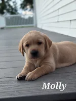 Molly-English Labrador , a female Labrador Retriever for sale in Waterloo, NY – 2 of 8