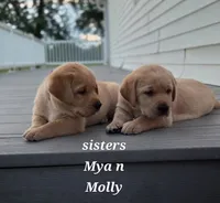 Mya  - English Labrador    , a female Labrador Retriever for sale in Waterloo, NY – 4 of 10