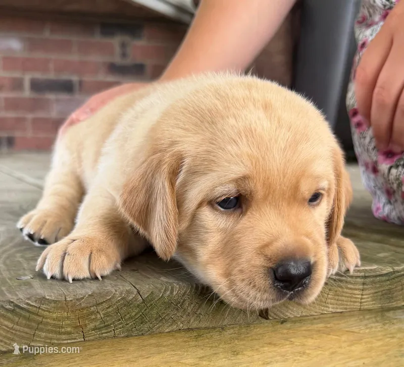 Max - AKC – Labrador Retriever puppy for sale in Waterloo, NY