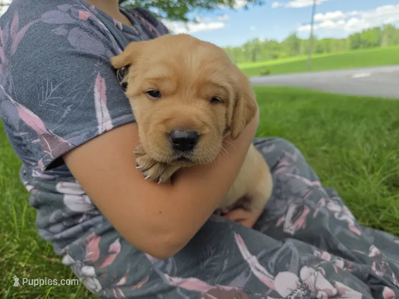 Moose - AKC – Labrador Retriever puppy on hold in Waterloo, NY