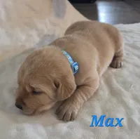 Max - AKC, a male Labrador Retriever for sale in Waterloo, NY – 2 of 6