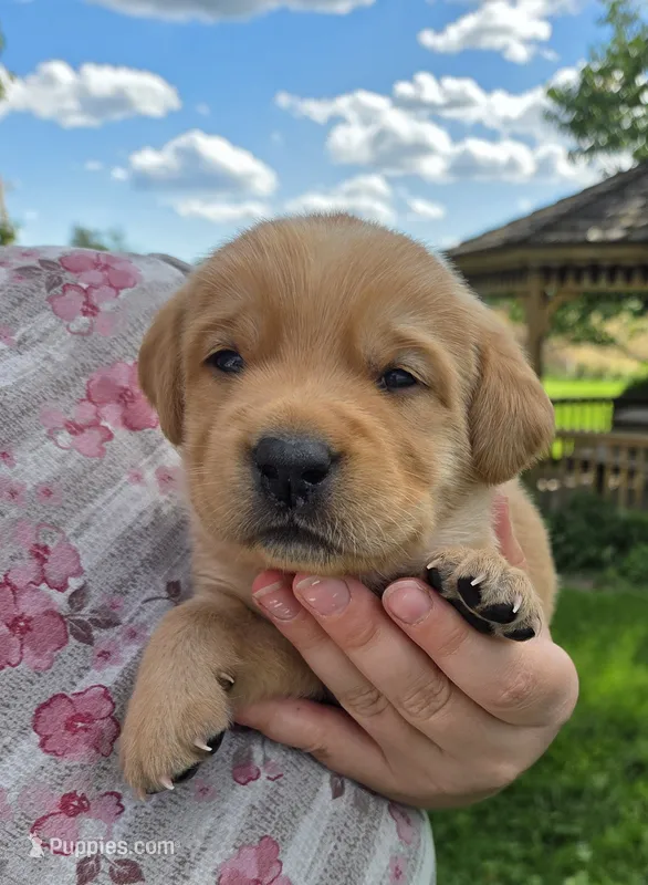 Mya - AKC – Labrador Retriever puppy for sale in Waterloo, NY