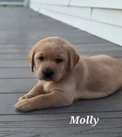 Molly-English Labrador , a female Labrador Retriever for sale in Waterloo, NY – 3 of 8